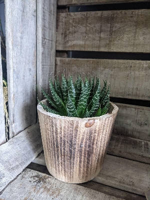 Aloe Vera Plant