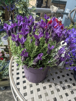 Lavender Outdoor Plant