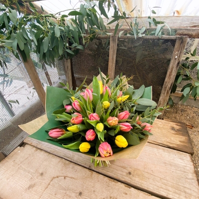 Tulip treasure