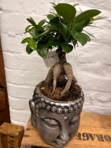 Budda head planter