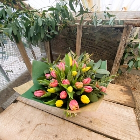 Tulip treasure